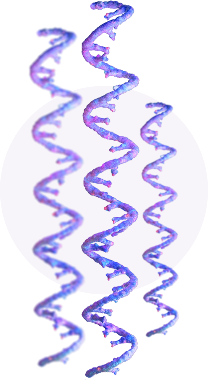 DNA single strands